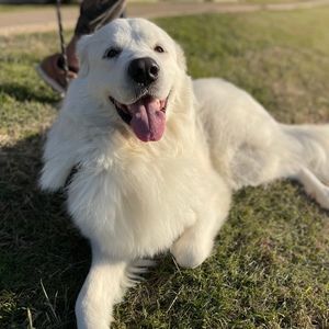 Meet your Posher, Dairon